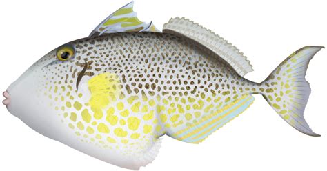 Starry Triggerfish Abalistes Stellatus Marinewise