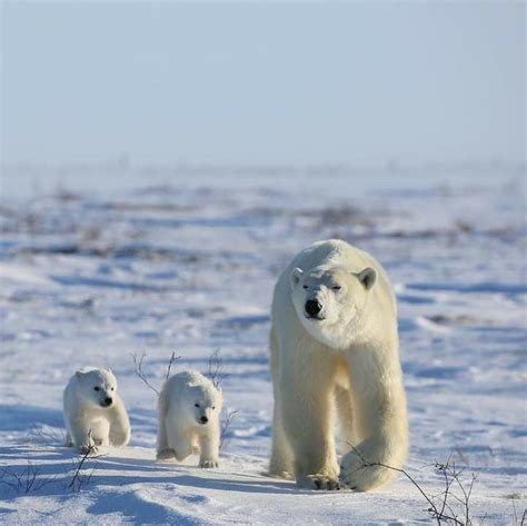 Pin By Vera Waldon On Bbc Earth In 2021 Polar Bear Ursus Polar