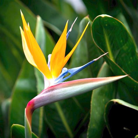 The Flower That Looks Like A Bird Birds Of Paradise Plant Birds Of Paradise Flower Birds Of