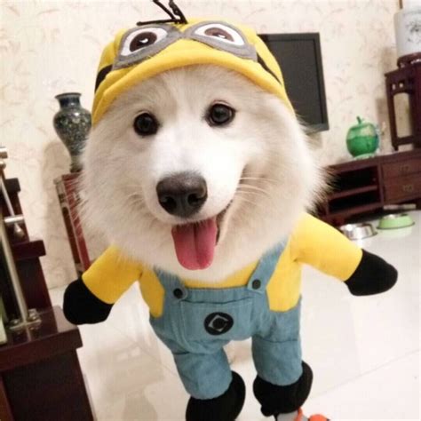 This Hilarious Minions Costume Is Adorable In Person And Will Make Your