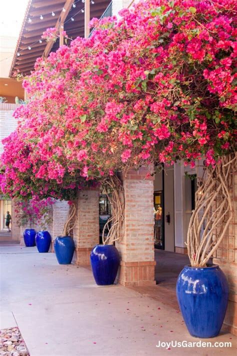 Planting Bougainvillea In Pots Key Things To Know Guide