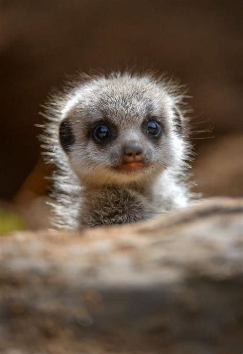 Meerkat Pup Cute Animals Cute Baby Animals Baby Meerkat