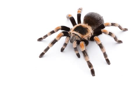 Bad pets would be mice, tarantulas, bugs, cats, snakes, iguanas, and box turtles. Spider bites: Identification and treatment