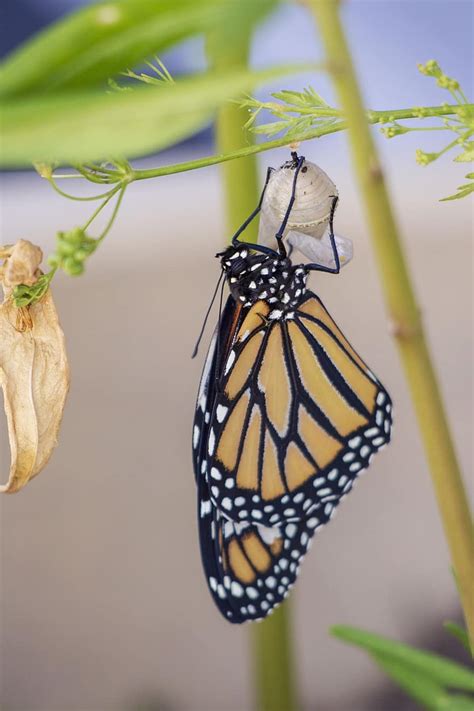 Pupa Cocoon Butterfly Chrysalis Insect Wildlife Metamorphosis