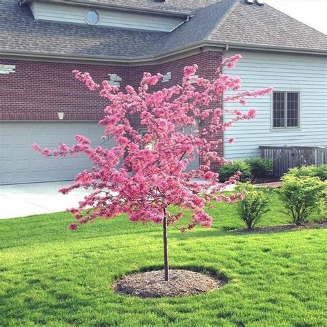 Profusion Crabapple Tree — Plantingtree