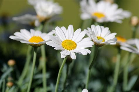 Daisy Flower · Free Photo On Pixabay