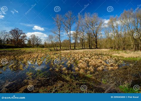 Spring Visited The Floodplain Meadow Stock Photo Image Of Wilderness