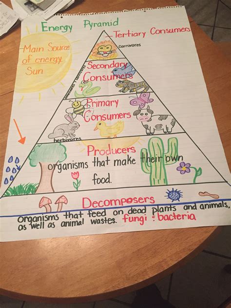 Food Chain Energy Pyramid 5th Grade Elementary Science 7th Grade