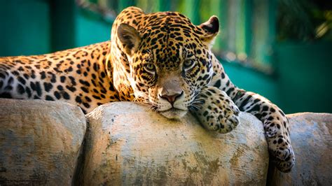nature, Animals, Wildlife, Leopard Wallpapers HD / Desktop and Mobile ...
