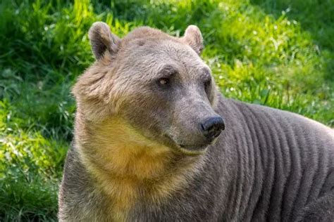 New Pizzly Bear Hybrid Discovered As Climate Change Sees Polars And