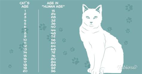 The commonly used linear estimate is seven cat years for each human year. 1 Dog Year Equals 7 Human Years Is A Myth. There Is A Much ...
