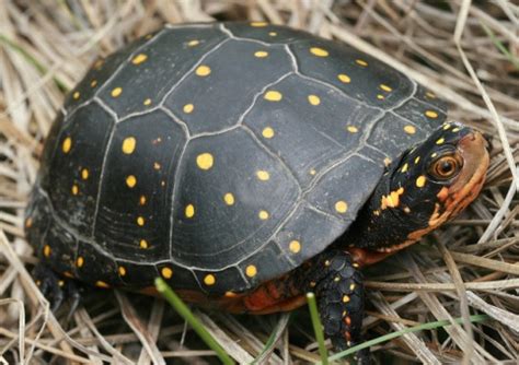 This hardy, small pet turtle measures up to 6 inches in diameter and lives approximately 25 years. Turtles that Stay Small: Finding the Perfect Pet Turtle ...