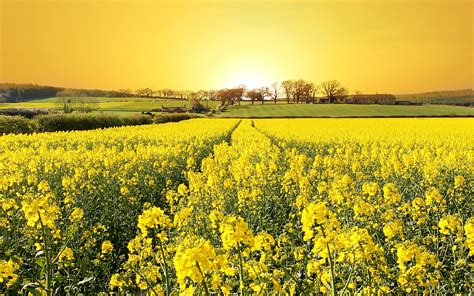 Rapeseed Landscape Field Flowers Yellow Flowers Sunlight