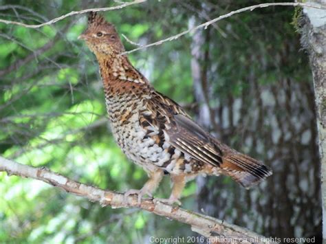 Ruffed Grouse 5 Gohikingca