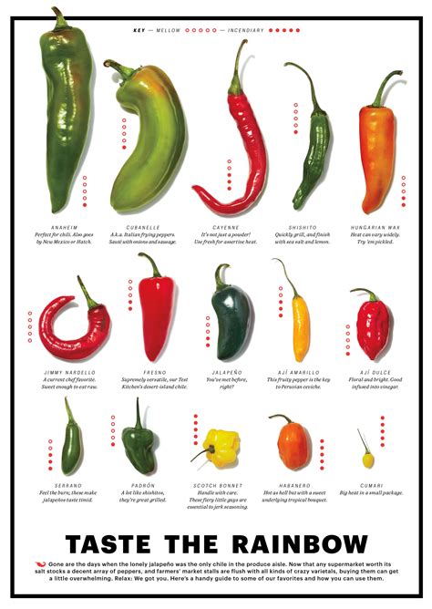 Types Of Chiles Aria Art