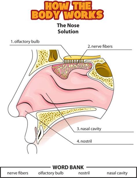 Answers The Nose Human Body Lesson Human Body Systems Human Body Unit