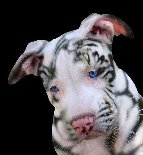 Red Nose Tiger Stripe Pitbull Blue Nose Pitbull Puppies For Sale