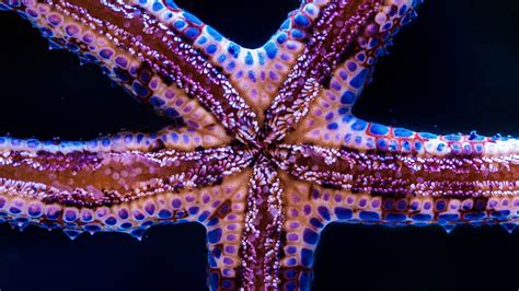 The Strangest Legs In The Sea Could Your Toes Out Sniff A Starfish