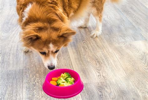 Can Dogs Eat Broccoli Feeding Guide And Tips Marvelous Dogs