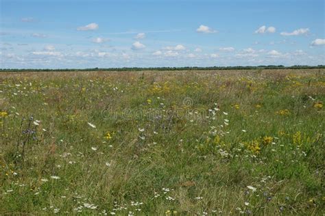 Picturesque Ukrainian Steppe On A Sunny Summer Day Diverse Steppe