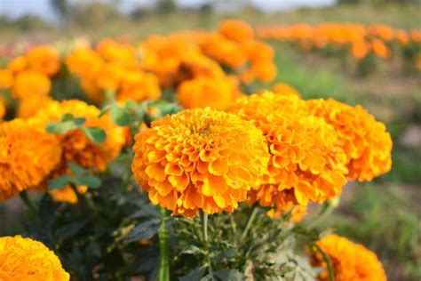 Marigolds Tagetes Plant Care Growing Tips Horticulture