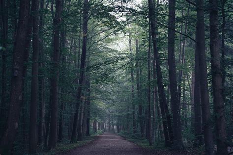 Forest Path Fog Wallpapers Wallpaper Cave