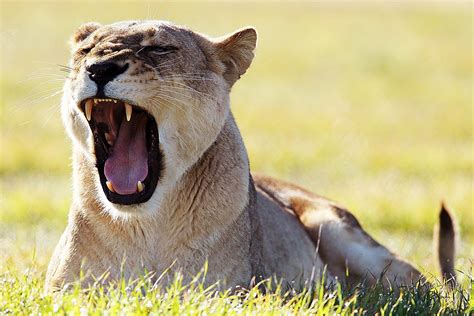 Lions Caught On Video Licking Campers Tent As They Slept Inside