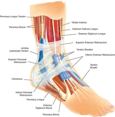 There are many ligaments in the foot. Ankle Injury Diagram | Fitness | Ankle joint, Foot anatomy ...