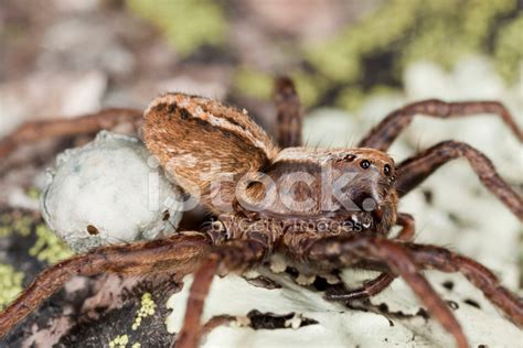 Wolf Spider With Eggs Extreme Close Up Stock Photo Royalty Free