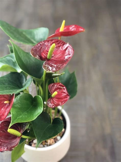 Anthuriums How To Care For This Long Blooming And Tropical Houseplant