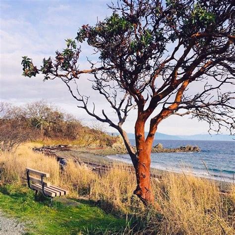 🇨🇦 An Arbutus Tree And Bench By The Sea Pipers Lagoon Park Nanaimo