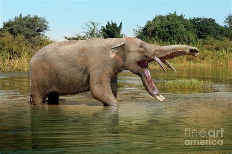 Platybelodon Prehistoric Elephant Photograph By Roman Uchytelscience