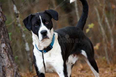 Why buy a boxer puppy for sale if you can adopt and save a life? Black And White Boxer Lab Mixed Breed Dog Adoption Photo ...