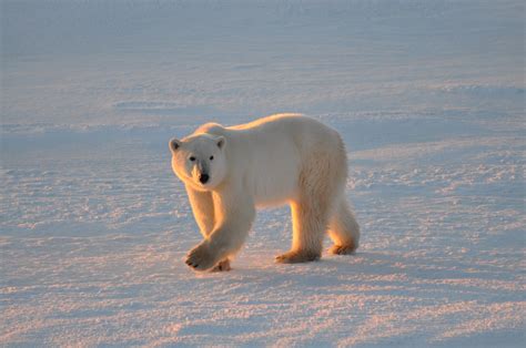 Do Polar Bears Have White Fur?