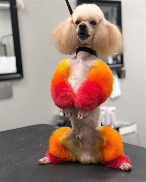 Look How Amazing Colorful Hair Luca The Poodle Had Done By Modern Pet