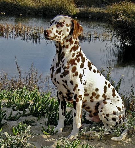 Liver Dalmatian Dogs Pinterest