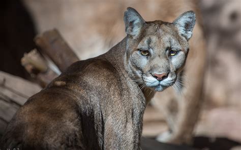 pumas, Animals Wallpapers HD / Desktop and Mobile Backgrounds