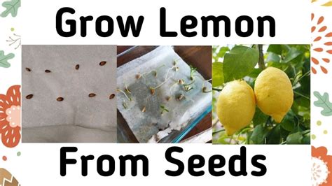 How To Grow Lemon From Seeds Secret Way To Grow Lemon Quick How
