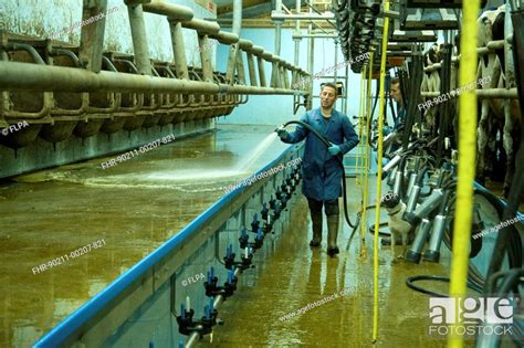 Dairy Farming Dairyman Washing Down Milking Parlour Between Batches