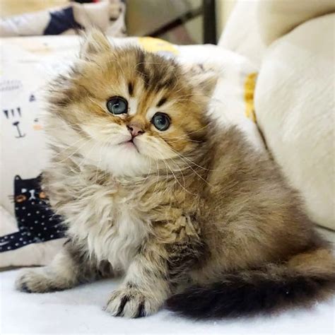 British Longhair Kitten Exotic Kitty Cats Shop