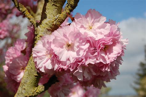 Prunus Serrulata Kwanzan Pink Flowering Cherry Best Flower Site