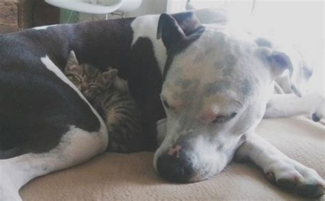 Three Legged Pit Bull Foster Mom Loves Little Kittens Like Her Own