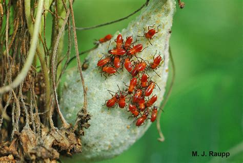 Super tape in hair extensions invisible glue 100% real remy human hair straight. Bugs in Orange and Black II: Large milkweed bug ...