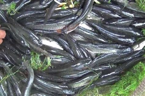 Budidaya belut cara membuat media pemijahan belut dalam ember. Budidaya Ikan Gabus Di Kolam Terpal
