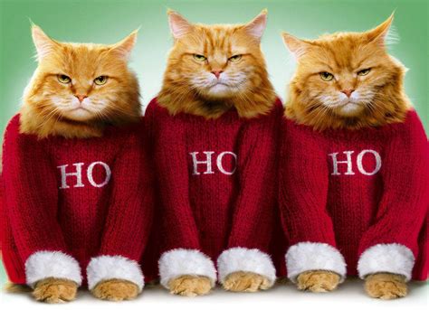 Funny Cat Christmas Wallpapers Top Free Funny Cat Christmas