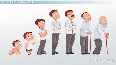 Stages Of Human Development Overview And Phases Lesson