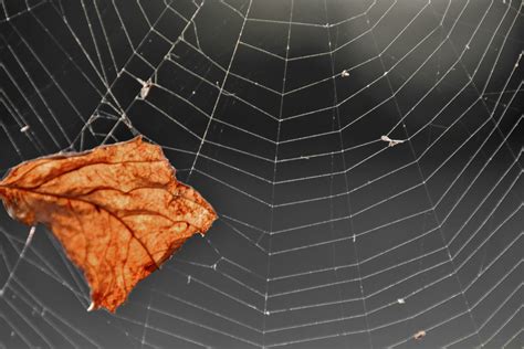 Imagine Gratuită Maro Uscat Frunze Pânză De Păianjen Panza De