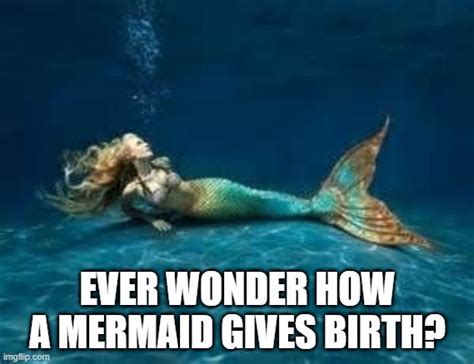 where do the little mermaids come from imgflip