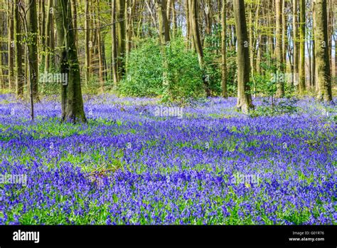 Bluebells In Bloom In Micheldever Wood Hi Res Stock Photography And