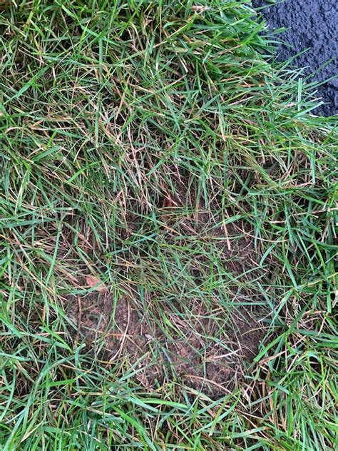 Circular Dead Grass Spots On Lawn 812223 Ask Extension
